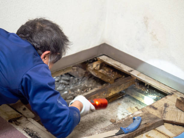 Best Same-Day Mold Removal  in Villa Ridge, MO