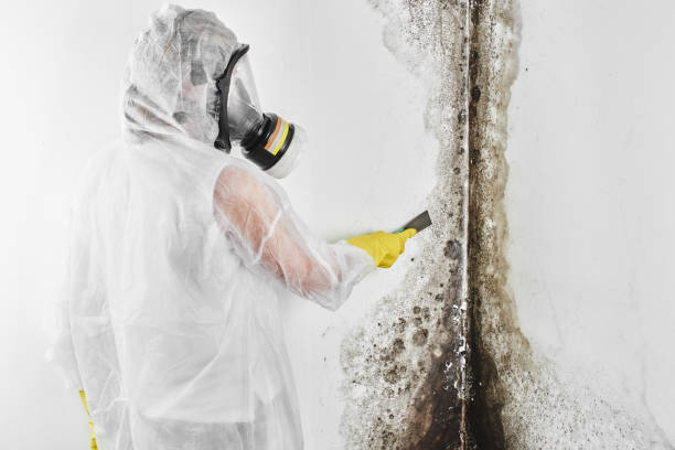 Best Mold Removal Company Near Me  in Villa Ridge, MO