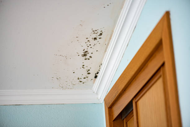 Best Black Mold Removal  in Villa Ridge, MO