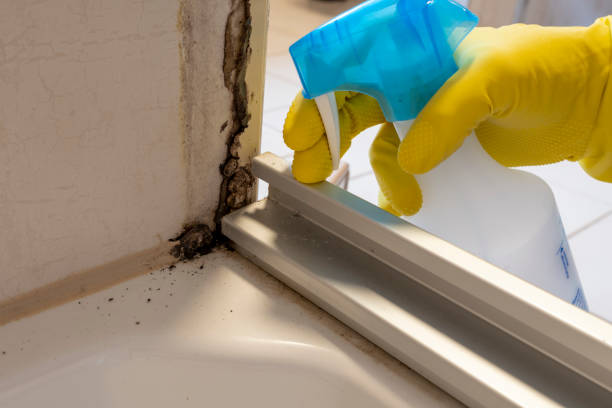 Best Toxic Mold Removal  in Villa Ridge, MO