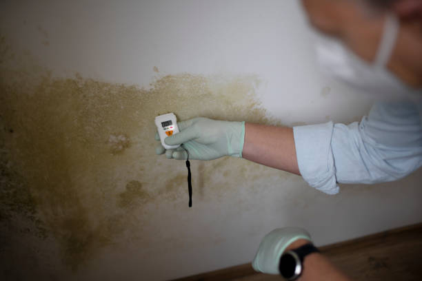 Best Mold Remediation  in Villa Ridge, MO