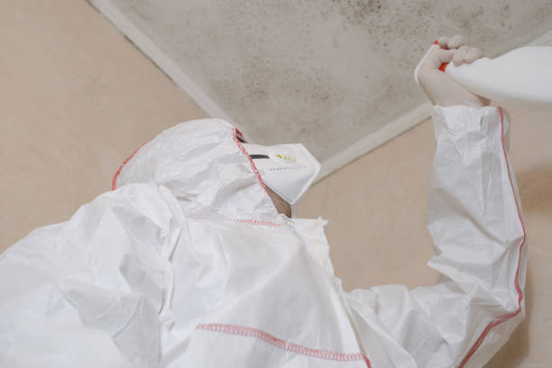 Best Fast Mold Removal  in Villa Ridge, MO
