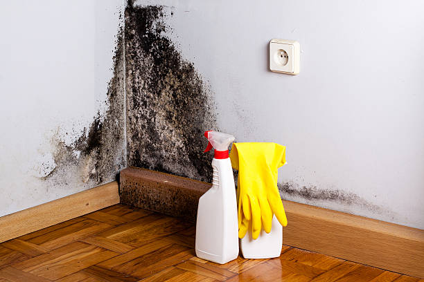 Best Professional Mold Removal  in Villa Ridge, MO