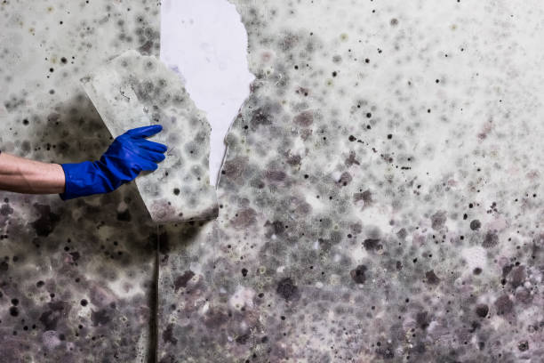 Best Home Mold Removal  in Villa Ridge, MO
