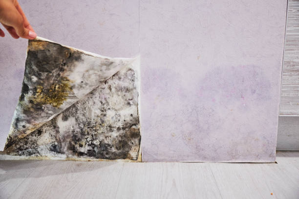 Best Attic Mold Removal  in Villa Ridge, MO